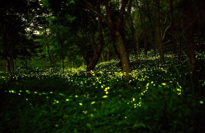 螢火蟲保護注意事項 螢火蟲保護注意事項