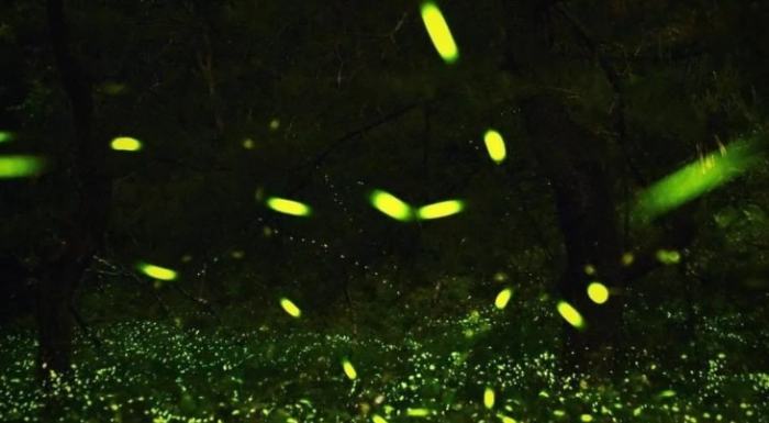 螢火蟲觀賞地點