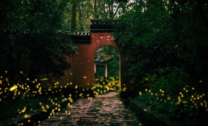 螢火蟲觀賞季節