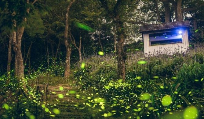 苗栗萤火虫季节