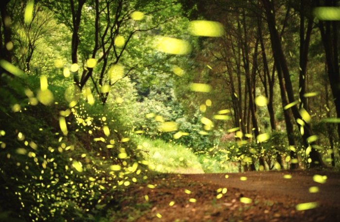 螢火蟲觀賞地點