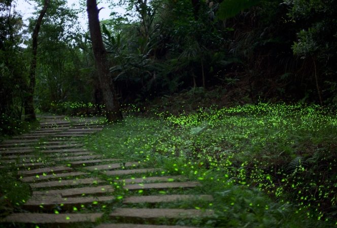 螢火蟲觀賞季節