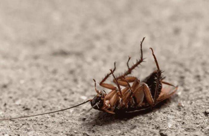 廚房小蟑螂消滅 廚房小蟑螂消滅