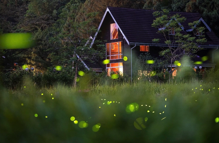 台灣螢火蟲觀賞 台灣螢火蟲觀賞