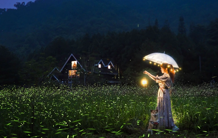 台灣螢火蟲觀賞 台灣螢火蟲觀賞