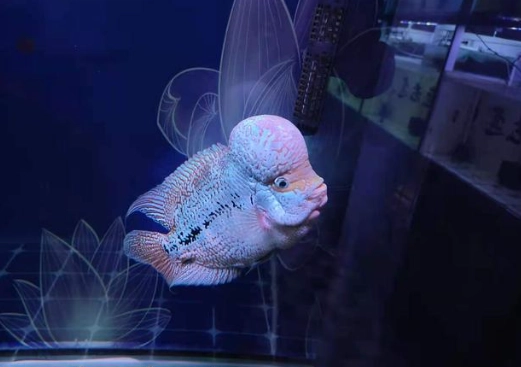 魚臭掉怎麼處理 魚臭掉怎麼處理