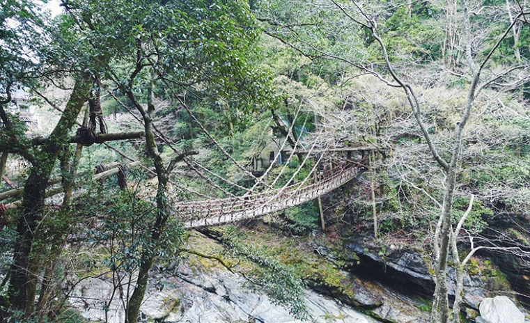 日本祖谷蔓桥修复 日本祖谷蔓桥修复