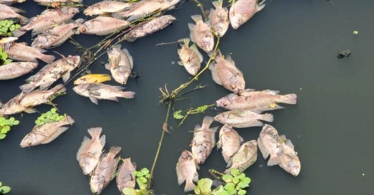 魚臭掉怎麼處理 魚臭掉怎麼處理