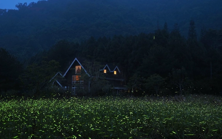 台灣螢火蟲觀賞 台灣螢火蟲觀賞