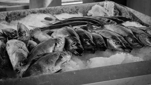 魚變質辨別 魚變質辨別