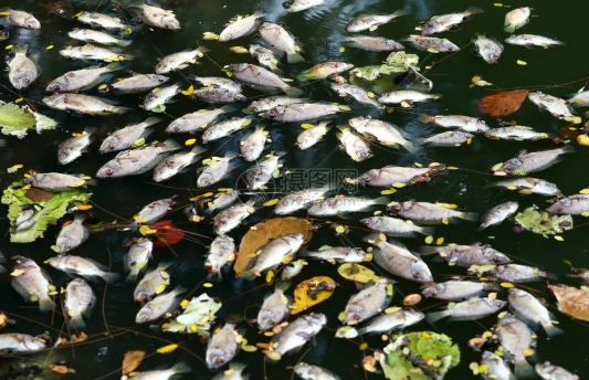 魚臭掉怎麼處理 魚臭掉怎麼處理