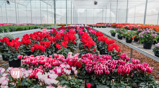 桃園花市批發 桃園花市批發