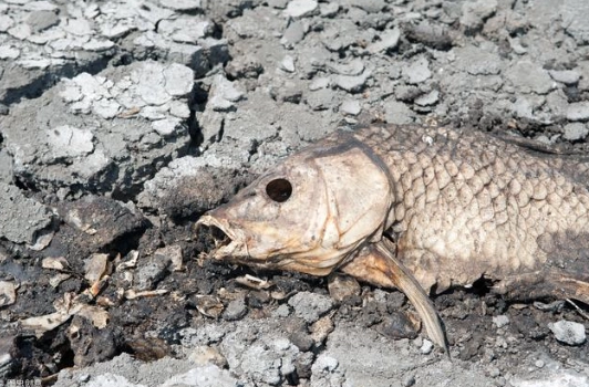 魚變質辨別 魚變質辨別