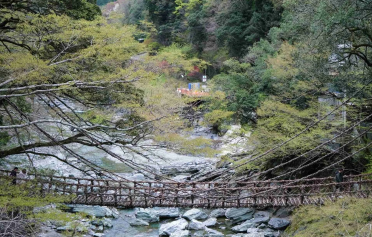 日本祖谷蔓桥修复 日本祖谷蔓桥修复