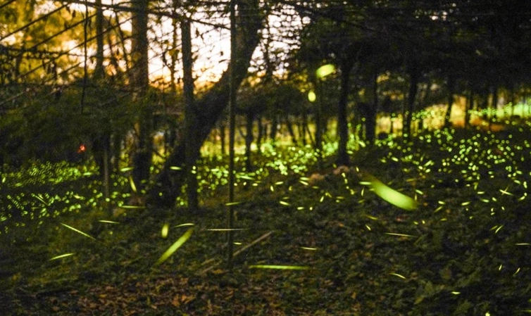 渡假村生態旅遊 渡假村生態旅遊