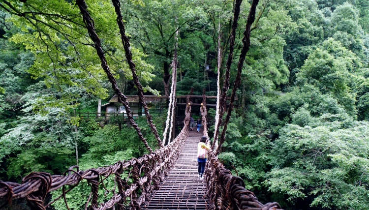 祖谷藤蔓橋遊覽時間