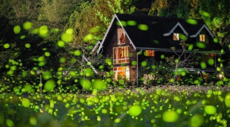 台灣螢火蟲觀賞 台灣螢火蟲觀賞