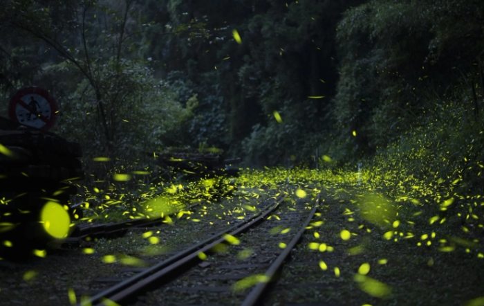 嘉義螢火蟲觀賞指南 嘉義螢火蟲觀賞指南