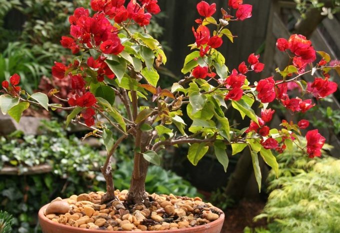 九重葛照顧技巧