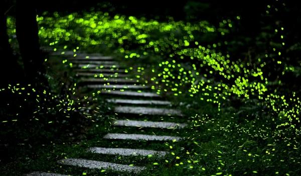 台灣螢火蟲景點