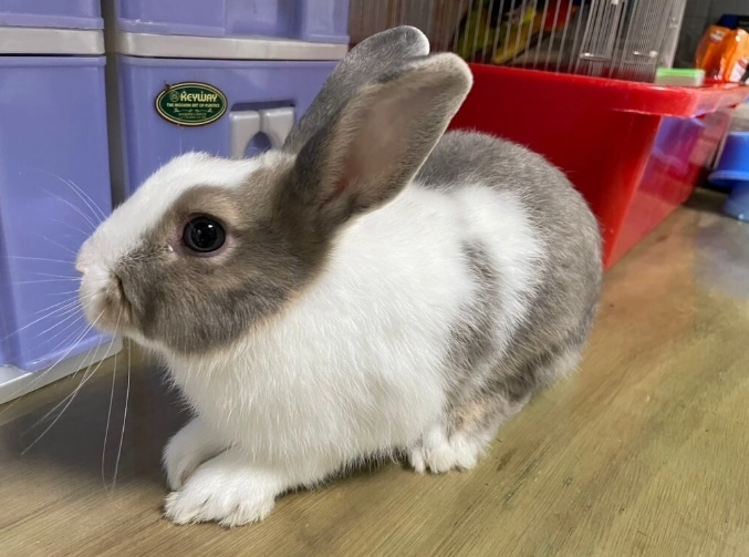 動物農場親子遊