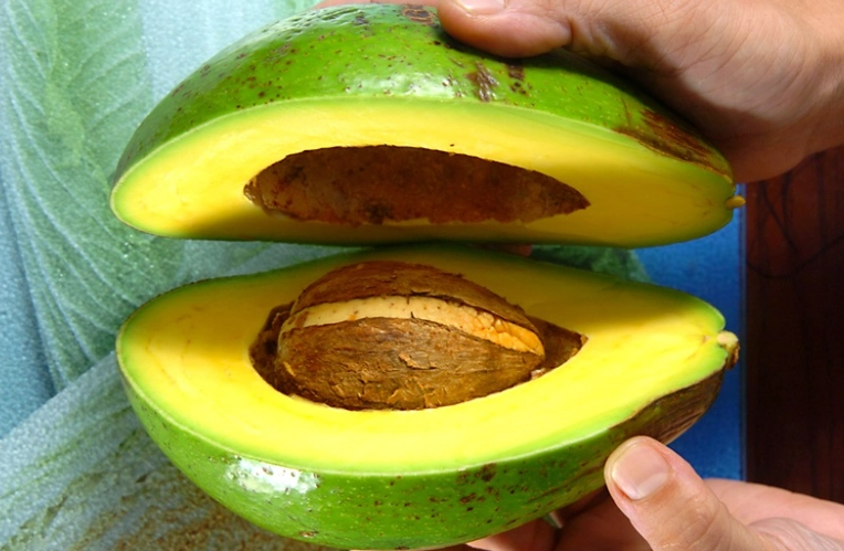 未熟酪梨毒性 未熟酪梨毒性