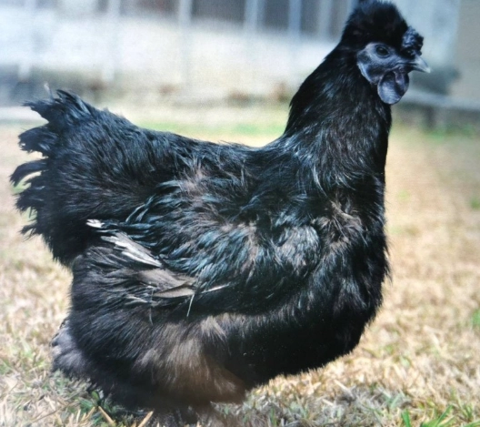 烏骨雞黑色原因