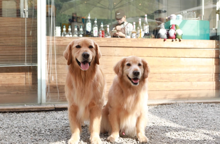 帶寵物去烏來瀑布