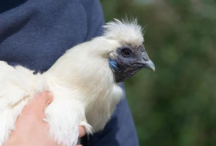 烏骨雞養殖方法