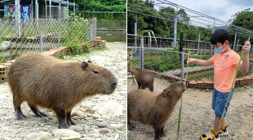 水豚互動體驗