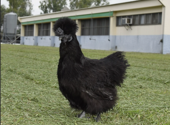 烏骨雞營養價值