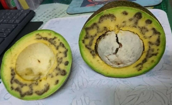酪梨黑掉原因