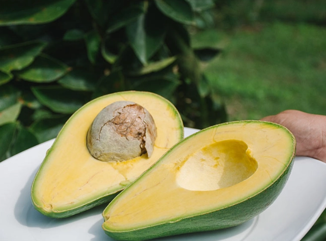 未熟酪梨毒性 未熟酪梨毒性