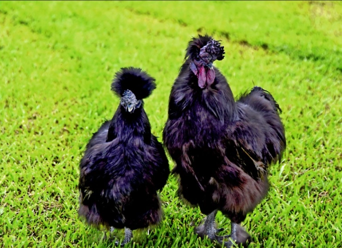 烏骨雞營養價值