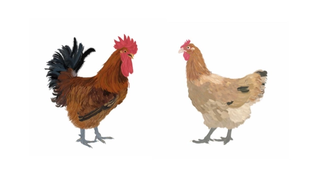 烏骨雞 土雞 區別