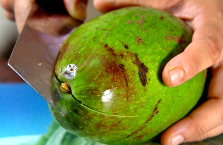 未熟酪梨毒性 未熟酪梨毒性