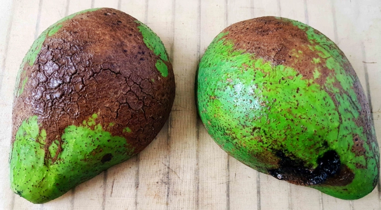 酪梨變黑防止方法