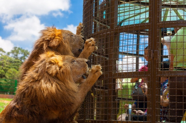 台灣動物體驗旅遊