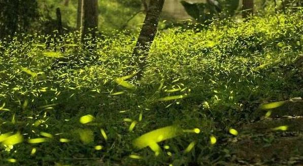 屏東螢火蟲地點