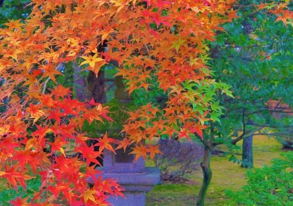 金澤楓葉季節 金澤楓葉季節