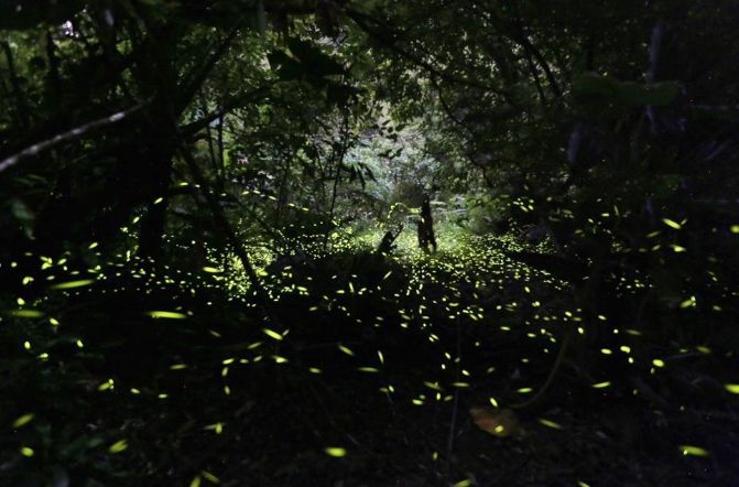 螢火蟲觀賞地點