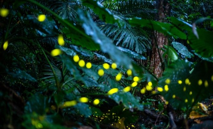 螢火蟲觀賞地點