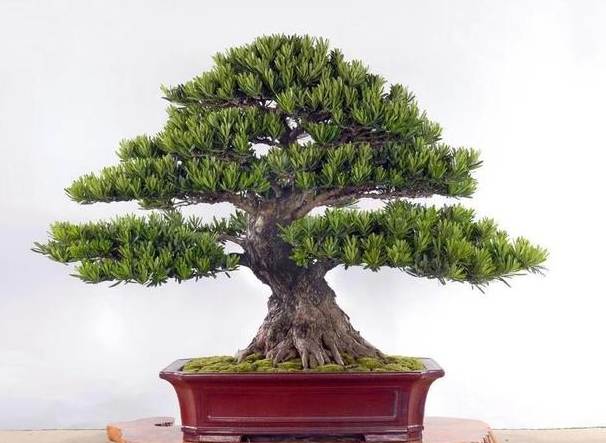 羅漢松病害防治