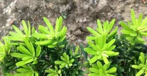 罗汉松嫁接步骤