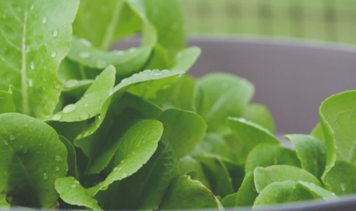 硝酸鹽去除健康飲食