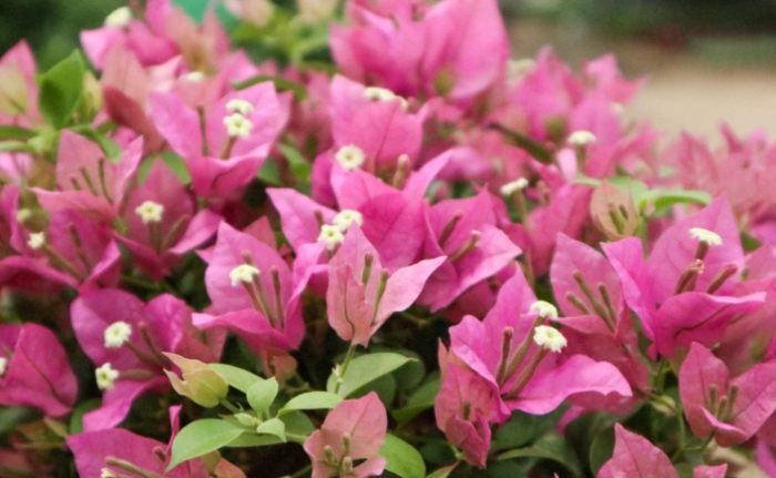 三角梅養護方法