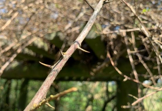 九重葛種植技巧 九重葛種植技巧