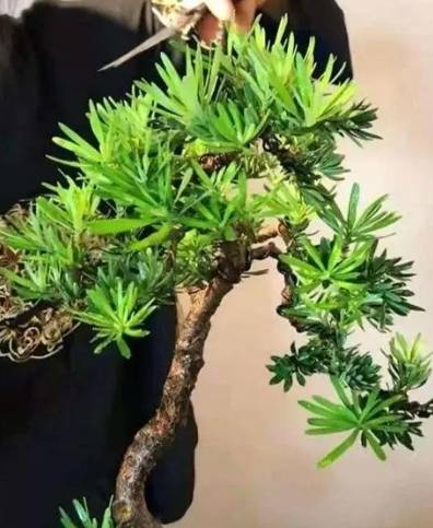 羅漢松養護方法