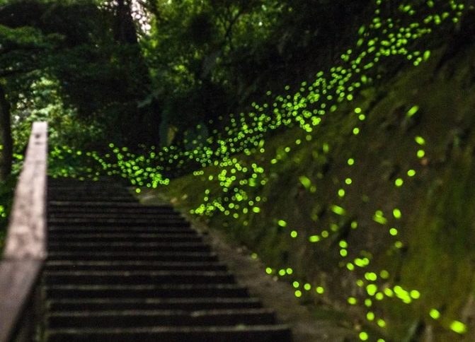 螢火蟲觀賞地點