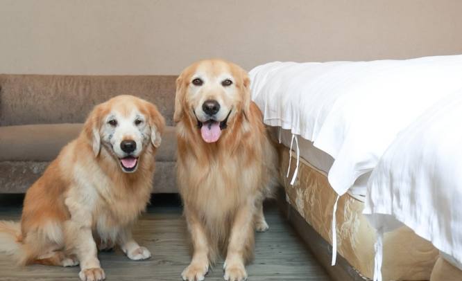 台中帶寵物住宿